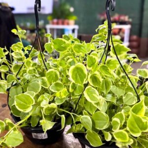 Golden Pothos