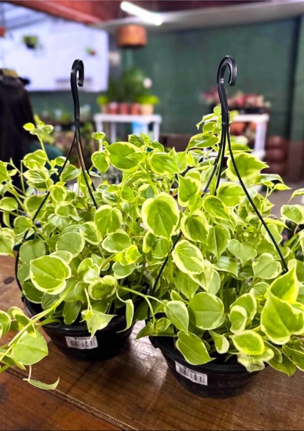 Golden Pothos