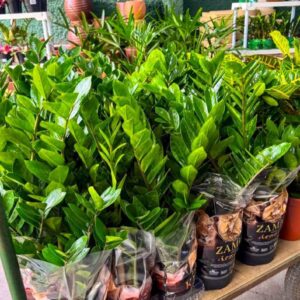 ZZ Plant