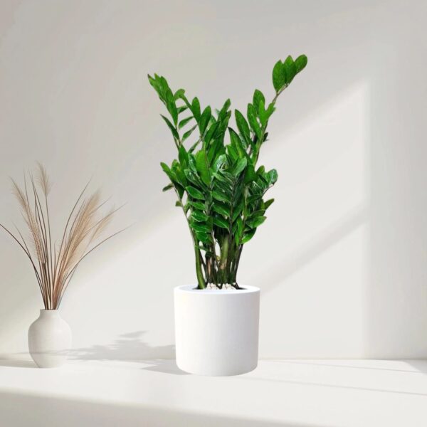 ZZ Plant