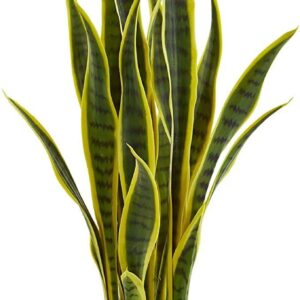 Sansevieria Plant