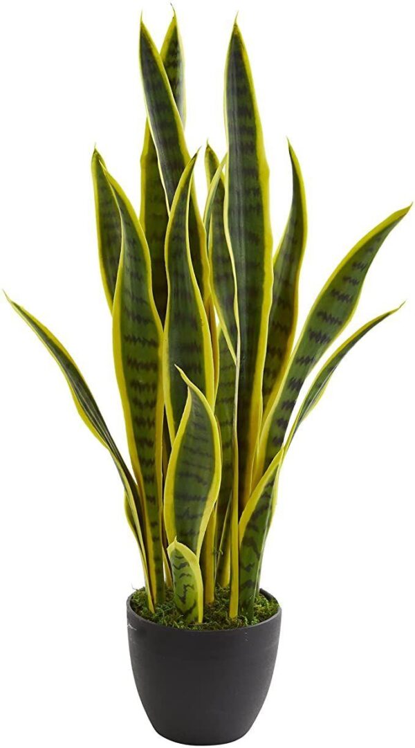 Sansevieria Plant