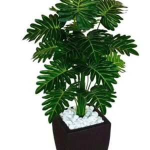 Green Leaf Plant