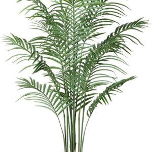 Live Palm Plant