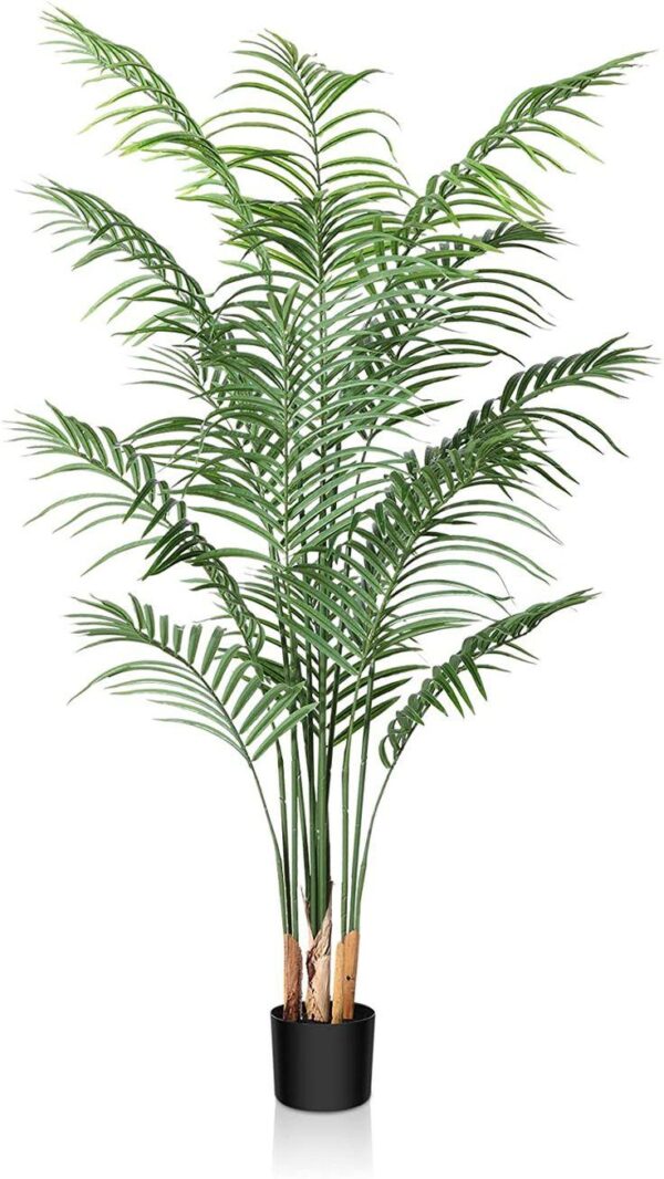 Live Palm Plant
