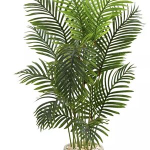 Live Palm Plant