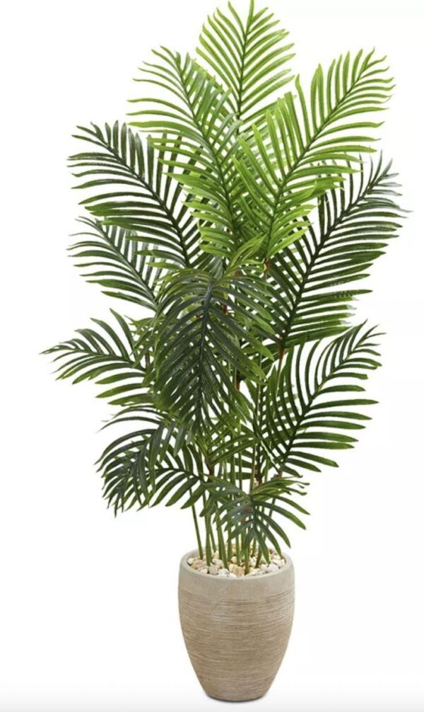 Live Palm Plant