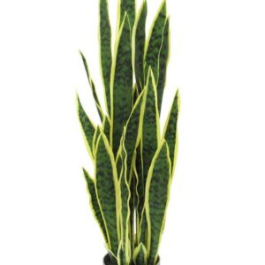 Sansevieria
