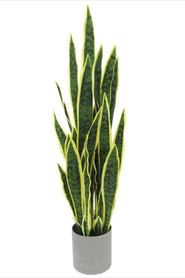 Sansevieria