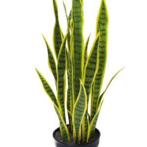 Sansevieria