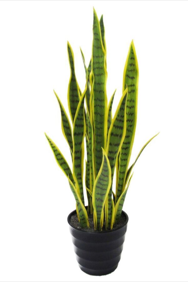 Sansevieria