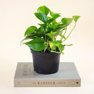 Golden Pothos4 Golden Pothos4